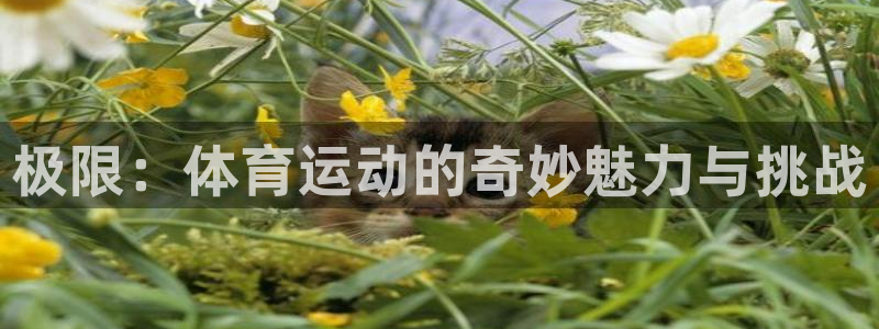 欧亿体育官方正版app官网:极限:体育运动的奇妙魅力与挑战